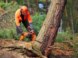 How Our Tree Care Process Works  in  Edgewood, FL