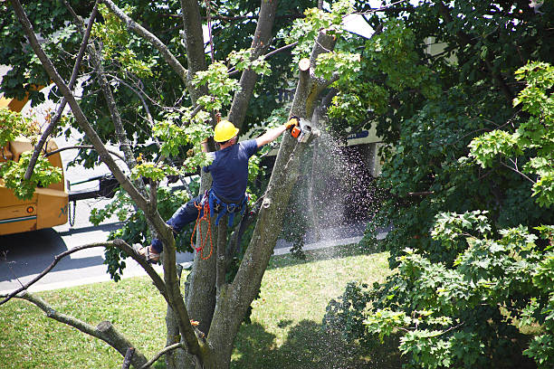 Best Hazardous Tree Removal  in Edgewood, FL